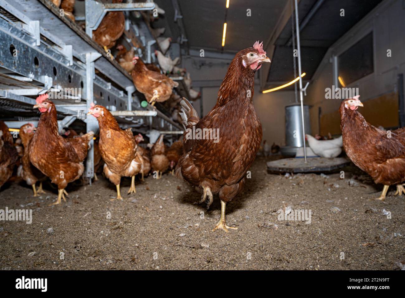 MOBILER Hühnerstall für Freilandhühner, Innenansicht - Symbolfoto. Besuch bei einem Direktvermarkter von frischen Hühnereiern. Die Hühner werden teilweise in einem Hühnermobil aber auch in einem großräumig umgebauten Freilandstall gehalten und haben tagsüber viel Auslauf auf umliegenden Weideflächen. Einblick gibt es auch in den mobilen Hühnerstall und der Verpackung der frisch gelegten Eier per Handarbeit. Raum Minden-Lübbecke NRW Deutschland *** mobiler Hühnerstall für Freilandhühner, Innenansicht Symbol Foto Besuch bei einem Direktvermarkter frischer Hühnereier die Hühner werden in partl gehalten Stockfoto