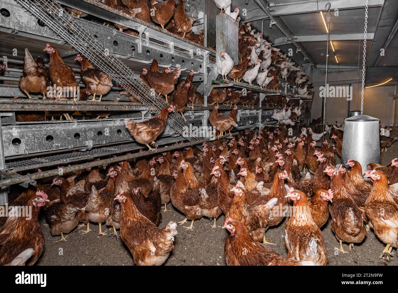 MOBILER Hühnerstall von innen mit vielen braunen Legehennen, landwirtschaftliches Symbolfoto. Besuch bei einem Direktvermarkter von frischen Hühnereiern. Die Hühner werden teilweise in einem Hühnermobil aber auch in einem großräumig umgebauten Freilandstall gehalten und haben tagsüber viel Auslauf auf umliegenden Weideflächen. Einblick gibt es auch in den mobilen Hühnerstall und der Verpackung der frisch gelegten Eier per Handarbeit. Raum Minden-Lübbecke NRW Deutschland *** mobiler Hühnerstall von innen mit vielen braunen Legehennen, landwirtschaftliches Symbol Fotobesuch bei einem Direktvermarkter von Stockfoto