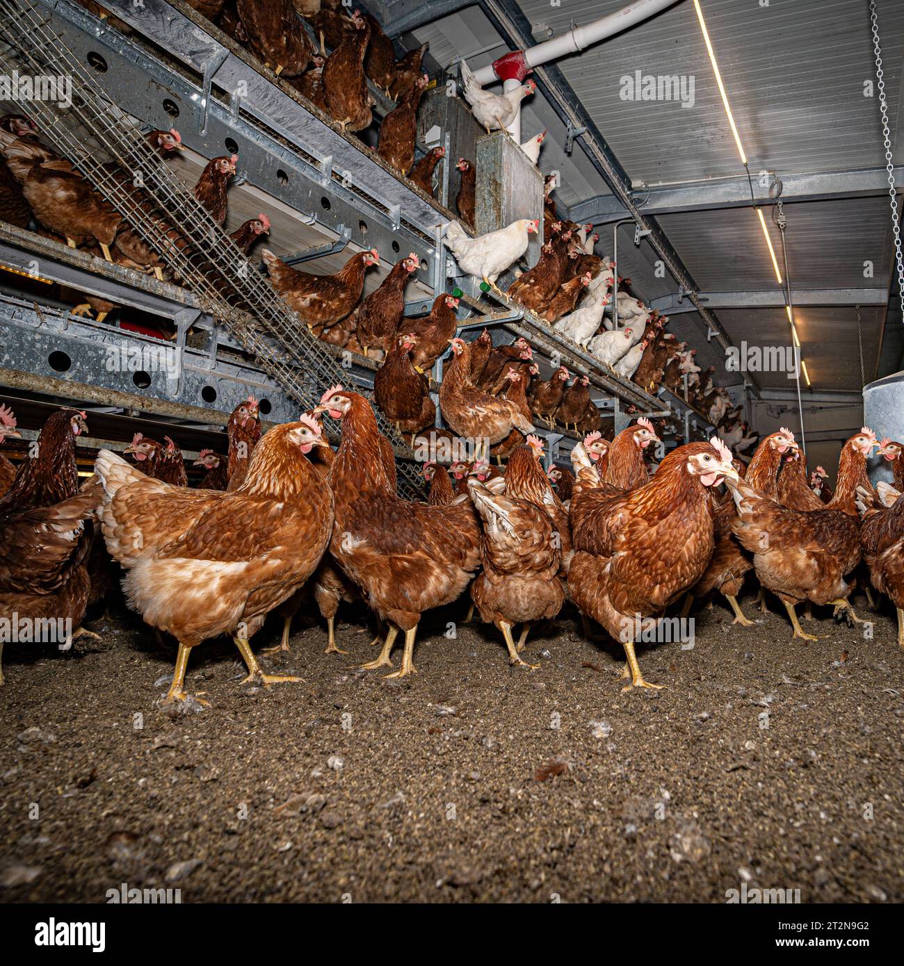 MOBILER Hühnerstall von innen mit vielen braunen Legehennen, landwirtschaftliches Symbolfoto. Besuch bei einem Direktvermarkter von frischen Hühnereiern. Die Hühner werden teilweise in einem Hühnermobil aber auch in einem großräumig umgebauten Freilandstall gehalten und haben tagsüber viel Auslauf auf umliegenden Weideflächen. Einblick gibt es auch in den mobilen Hühnerstall und der Verpackung der frisch gelegten Eier per Handarbeit. Raum Minden-Lübbecke NRW Deutschland *** mobiler Hühnerstall von innen mit vielen braunen Legehennen, landwirtschaftliches Symbol Fotobesuch bei einem Direktvermarkter von Stockfoto