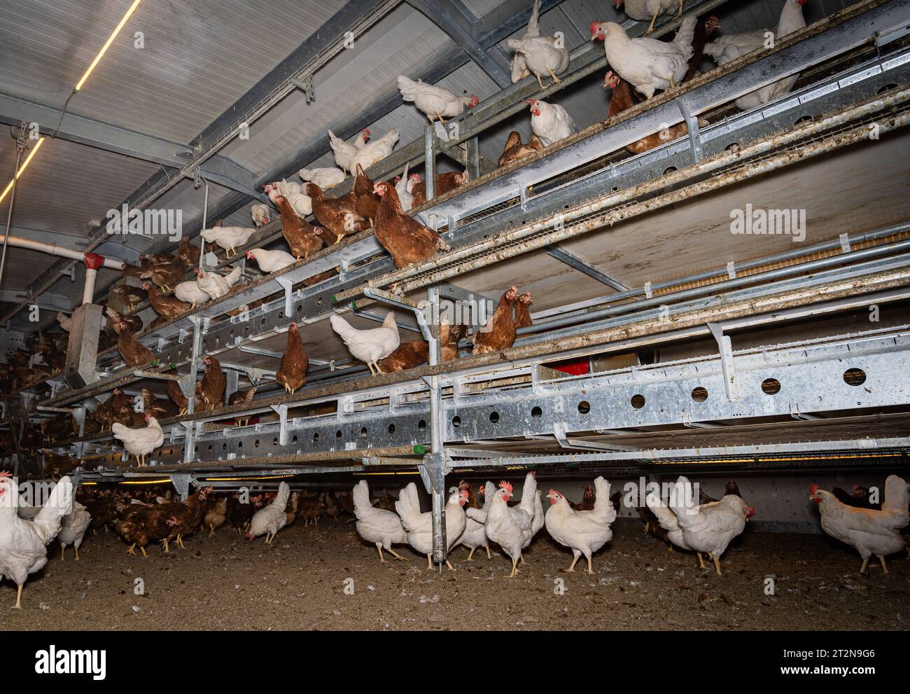 MOBILER Hühnerstall von innen mit vielen braunen Legehennen, landwirtschaftliches Symbolfoto. Besuch bei einem Direktvermarkter von frischen Hühnereiern. Die Hühner werden teilweise in einem Hühnermobil aber auch in einem großräumig umgebauten Freilandstall gehalten und haben tagsüber viel Auslauf auf umliegenden Weideflächen. Einblick gibt es auch in den mobilen Hühnerstall und der Verpackung der frisch gelegten Eier per Handarbeit. Raum Minden-Lübbecke NRW Deutschland *** mobiler Hühnerstall von innen mit vielen braunen Legehennen, landwirtschaftliches Symbol Fotobesuch bei einem Direktvermarkter von Stockfoto
