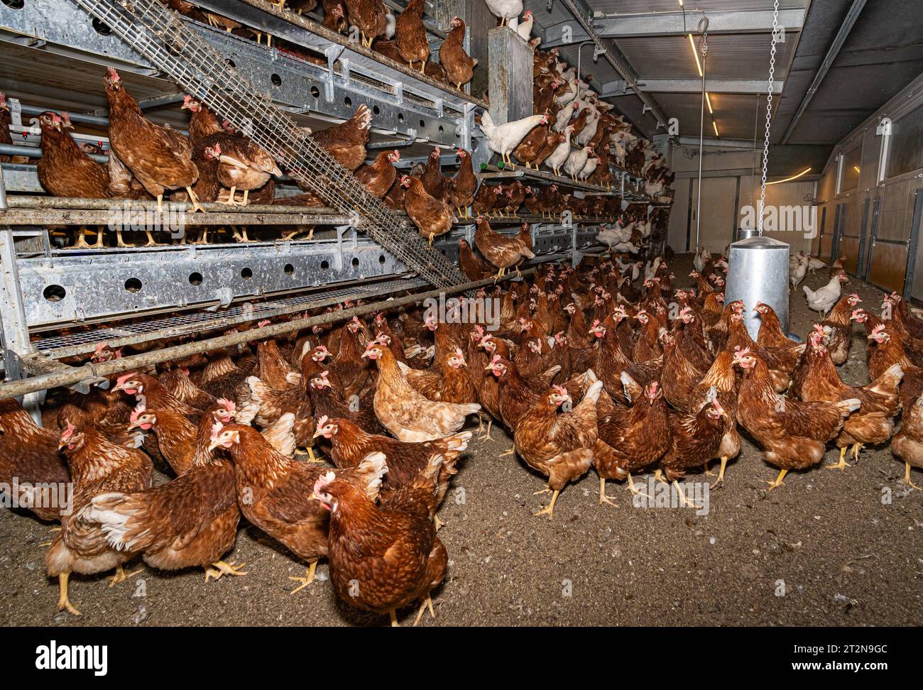 MOBILER Hühnerstall von innen mit vielen braunen Legehennen, landwirtschaftliches Symbolfoto. Besuch bei einem Direktvermarkter von frischen Hühnereiern. Die Hühner werden teilweise in einem Hühnermobil aber auch in einem großräumig umgebauten Freilandstall gehalten und haben tagsüber viel Auslauf auf umliegenden Weideflächen. Einblick gibt es auch in den mobilen Hühnerstall und der Verpackung der frisch gelegten Eier per Handarbeit. Raum Minden-Lübbecke NRW Deutschland *** mobiler Hühnerstall von innen mit vielen braunen Legehennen, landwirtschaftliches Symbol Fotobesuch bei einem Direktvermarkter von Stockfoto