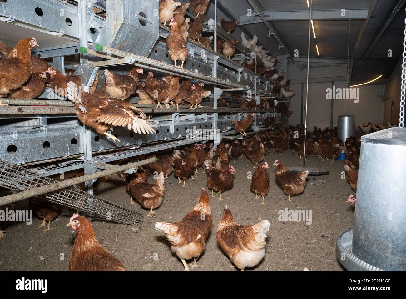 MOBILER Hühnerstall von innen mit vielen braunen Legehennen, landwirtschaftliches Symbolfoto. Besuch bei einem Direktvermarkter von frischen Hühnereiern. Die Hühner werden teilweise in einem Hühnermobil aber auch in einem großräumig umgebauten Freilandstall gehalten und haben tagsüber viel Auslauf auf umliegenden Weideflächen. Einblick gibt es auch in den mobilen Hühnerstall und der Verpackung der frisch gelegten Eier per Handarbeit. Raum Minden-Lübbecke NRW Deutschland *** mobiler Hühnerstall von innen mit vielen braunen Legehennen, landwirtschaftliches Symbol Fotobesuch bei einem Direktvermarkter von Stockfoto