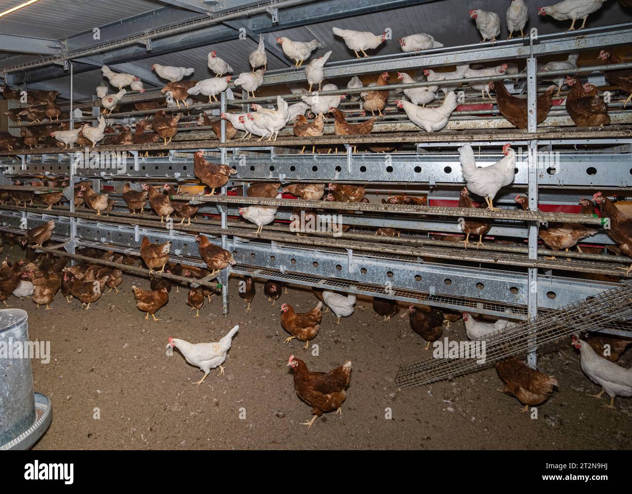 MOBILER Hühnerstall von innen mit vielen braunen Legehennen, landwirtschaftliches Symbolfoto. Besuch bei einem Direktvermarkter von frischen Hühnereiern. Die Hühner werden teilweise in einem Hühnermobil aber auch in einem großräumig umgebauten Freilandstall gehalten und haben tagsüber viel Auslauf auf umliegenden Weideflächen. Einblick gibt es auch in den mobilen Hühnerstall und der Verpackung der frisch gelegten Eier per Handarbeit. Raum Minden-Lübbecke NRW Deutschland *** mobiler Hühnerstall von innen mit vielen braunen Legehennen, landwirtschaftliches Symbol Fotobesuch bei einem Direktvermarkter von Stockfoto