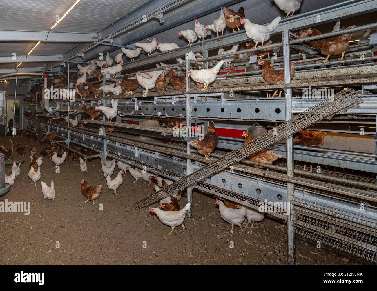 MOBILER Hühnerstall von innen mit vielen braunen Legehennen, landwirtschaftliches Symbolfoto. Besuch bei einem Direktvermarkter von frischen Hühnereiern. Die Hühner werden teilweise in einem Hühnermobil aber auch in einem großräumig umgebauten Freilandstall gehalten und haben tagsüber viel Auslauf auf umliegenden Weideflächen. Einblick gibt es auch in den mobilen Hühnerstall und der Verpackung der frisch gelegten Eier per Handarbeit. Raum Minden-Lübbecke NRW Deutschland *** mobiler Hühnerstall von innen mit vielen braunen Legehennen, landwirtschaftliches Symbol Fotobesuch bei einem Direktvermarkter von Stockfoto