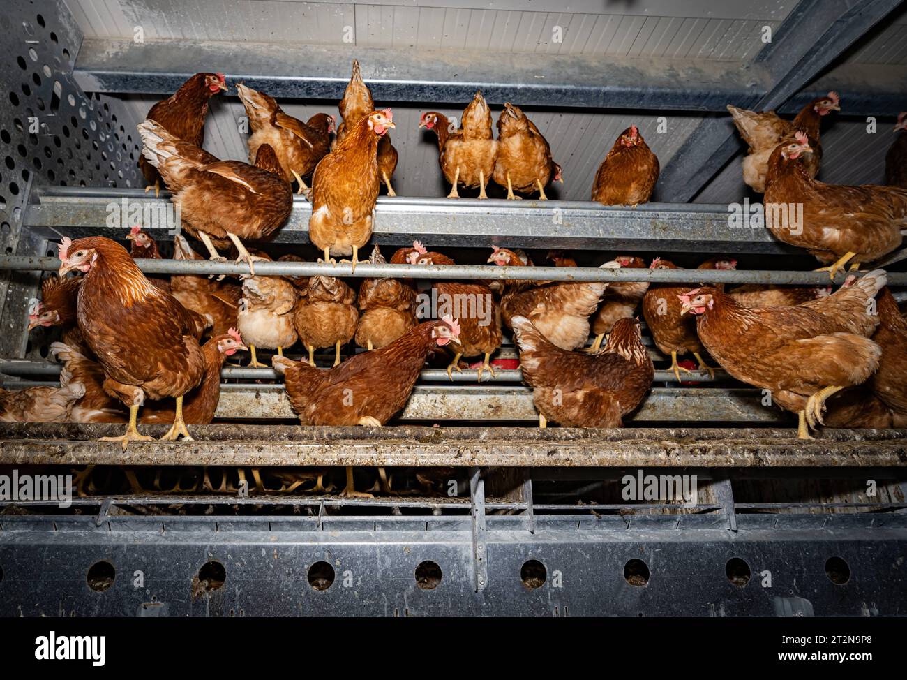 MOBILER Hühnerstall von innen, Hühner sitzt gerne oben auf der Stalleinrichtung - Symbolfoto. Besuch bei einem Direktvermarkter von frischen Hühnereiern. Die Hühner werden teilweise in einem Hühnermobil aber auch in einem großräumig umgebauten Freilandstall gehalten und haben tagsüber viel Auslauf auf umliegenden Weideflächen. Einblick gibt es auch in den mobilen Hühnerstall und der Verpackung der frisch gelegten Eier per Handarbeit. Raum Minden-Lübbecke NRW Deutschland *** mobiler Hühnerstall von innen, Hühner sitzen gerne oben auf der Scheune Ausrüstung Symbol Foto Besuch auf einer direkten m Stockfoto
