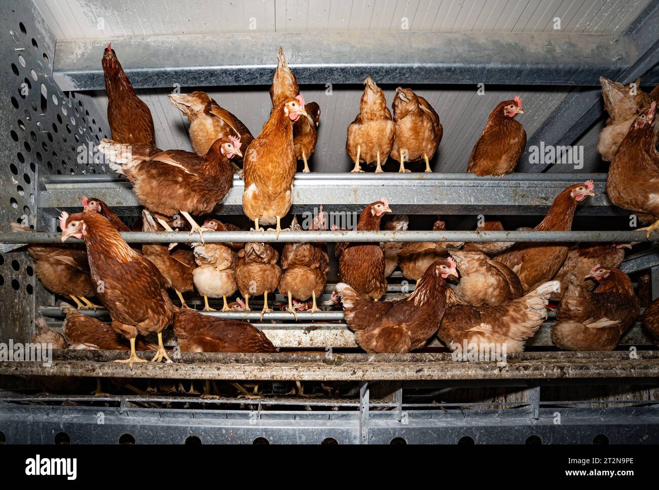 MOBILER Hühnerstall von innen, Hühner sitzt gerne oben auf der Stalleinrichtung - Symbolfoto. Besuch bei einem Direktvermarkter von frischen Hühnereiern. Die Hühner werden teilweise in einem Hühnermobil aber auch in einem großräumig umgebauten Freilandstall gehalten und haben tagsüber viel Auslauf auf umliegenden Weideflächen. Einblick gibt es auch in den mobilen Hühnerstall und der Verpackung der frisch gelegten Eier per Handarbeit. Raum Minden-Lübbecke NRW Deutschland *** mobiler Hühnerstall von innen, Hühner sitzen gerne oben auf der Scheune Ausrüstung Symbol Foto Besuch auf einer direkten m Stockfoto