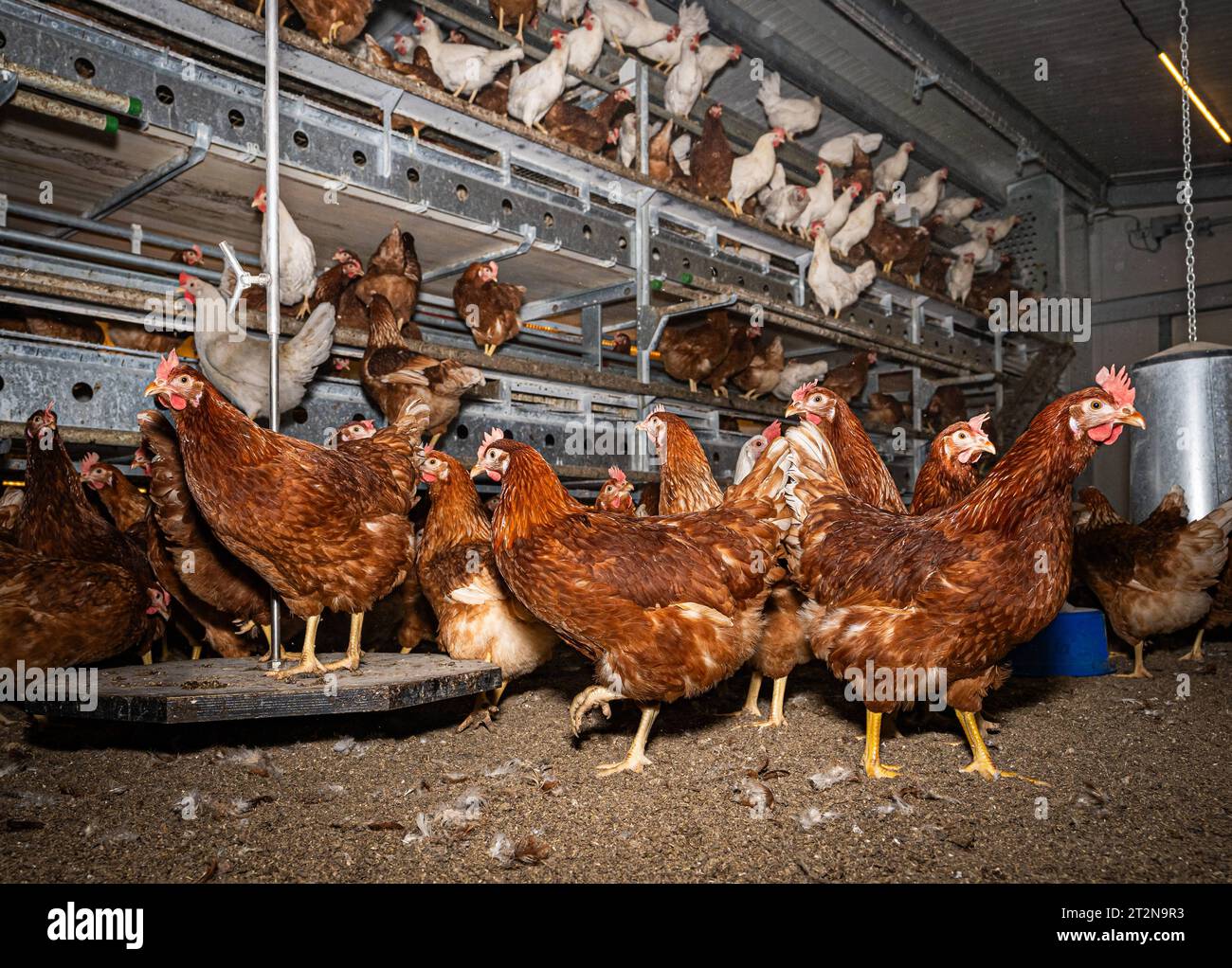 MOBILER Hühnerstall von innen mit vielen braunen Legehennen, landwirtschaftliches Symbolfoto. Besuch bei einem Direktvermarkter von frischen Hühnereiern. Die Hühner werden teilweise in einem Hühnermobil aber auch in einem großräumig umgebauten Freilandstall gehalten und haben tagsüber viel Auslauf auf umliegenden Weideflächen. Einblick gibt es auch in den mobilen Hühnerstall und der Verpackung der frisch gelegten Eier per Handarbeit. Raum Minden-Lübbecke NRW Deutschland *** mobiler Hühnerstall von innen mit vielen braunen Legehennen, landwirtschaftliches Symbol Fotobesuch bei einem Direktvermarkter von Stockfoto