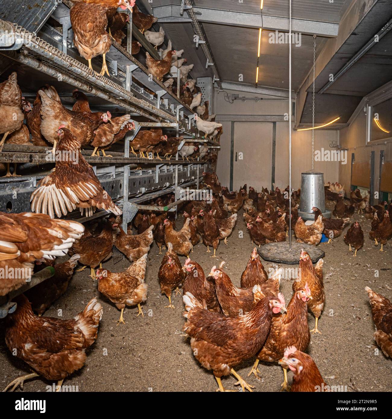 MOBILER Hühnerstall von innen mit vielen braunen Legehennen, landwirtschaftliches Symbolfoto. Besuch bei einem Direktvermarkter von frischen Hühnereiern. Die Hühner werden teilweise in einem Hühnermobil aber auch in einem großräumig umgebauten Freilandstall gehalten und haben tagsüber viel Auslauf auf umliegenden Weideflächen. Einblick gibt es auch in den mobilen Hühnerstall und der Verpackung der frisch gelegten Eier per Handarbeit. Raum Minden-Lübbecke NRW Deutschland *** mobiler Hühnerstall von innen mit vielen braunen Legehennen, landwirtschaftliches Symbol Fotobesuch bei einem Direktvermarkter von Stockfoto