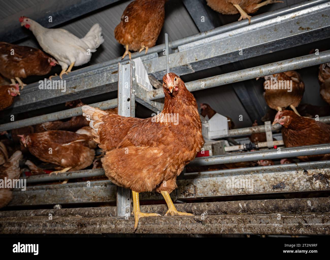MOBILER Hühnerstall von innen - ein Huhn klettert auf der hohen Stalleinrichtung, Symbolfoto. Besuch bei einem Direktvermarkter von frischen Hühnereiern. Die Hühner werden teilweise in einem Hühnermobil aber auch in einem großräumig umgebauten Freilandstall gehalten und haben tagsüber viel Auslauf auf umliegenden Weideflächen. Einblick gibt es auch in den mobilen Hühnerstall und der Verpackung der frisch gelegten Eier per Handarbeit. Raum Minden-Lübbecke NRW Deutschland *** Mobile Hühnerstall von innen steigt ein Hühnchen auf die hochstabile Ausrüstung, Symbolfoto Besuch auf einem Direktmarkt Stockfoto