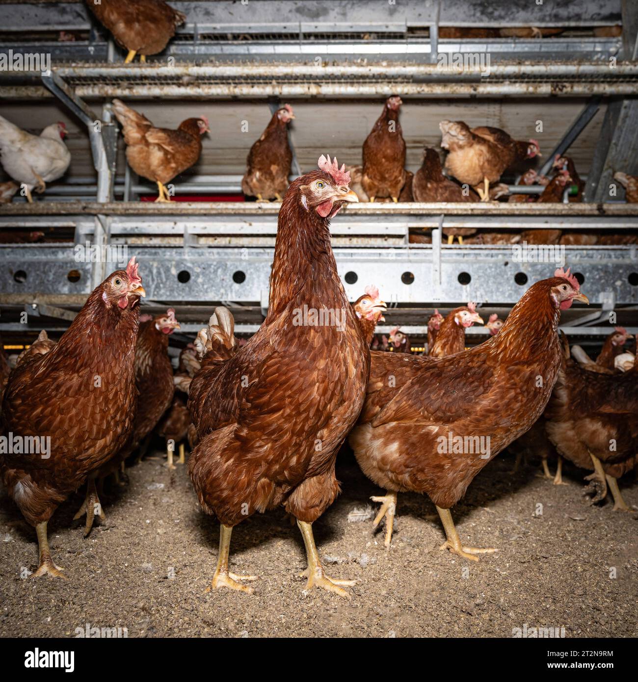 MOBILER Hühnerstall für Freilandhühner, Innenansicht - Symbolfoto. Besuch bei einem Direktvermarkter von frischen Hühnereiern. Die Hühner werden teilweise in einem Hühnermobil aber auch in einem großräumig umgebauten Freilandstall gehalten und haben tagsüber viel Auslauf auf umliegenden Weideflächen. Einblick gibt es auch in den mobilen Hühnerstall und der Verpackung der frisch gelegten Eier per Handarbeit. Raum Minden-Lübbecke NRW Deutschland *** mobiler Hühnerstall für Freilandhühner, Innenansicht Symbol Foto Besuch bei einem Direktvermarkter frischer Hühnereier die Hühner werden in partl gehalten Stockfoto