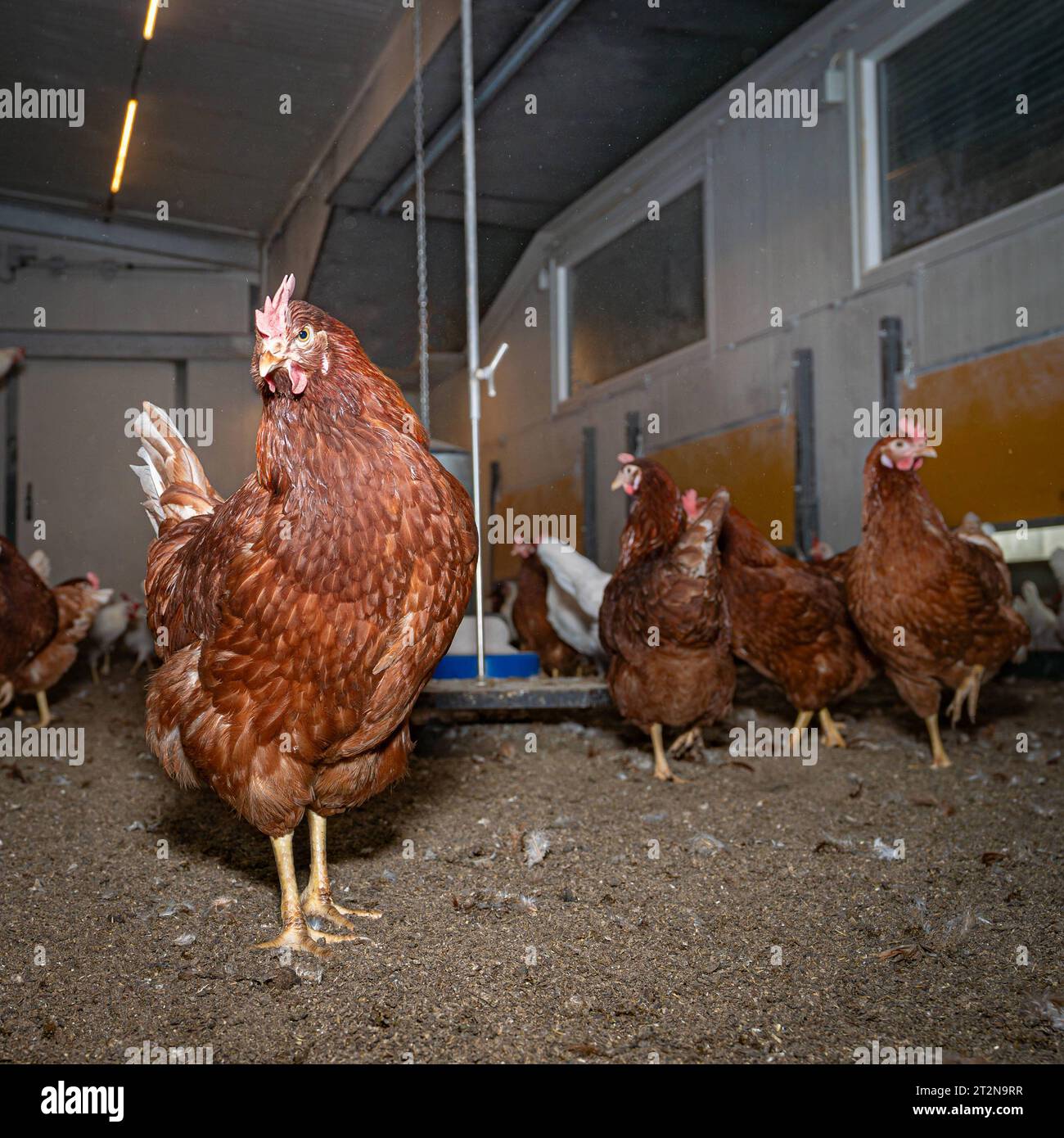 MOBILER Hühnerstall für Freilandhühner, Innenansicht - Symbolfoto. Besuch bei einem Direktvermarkter von frischen Hühnereiern. Die Hühner werden teilweise in einem Hühnermobil aber auch in einem großräumig umgebauten Freilandstall gehalten und haben tagsüber viel Auslauf auf umliegenden Weideflächen. Einblick gibt es auch in den mobilen Hühnerstall und der Verpackung der frisch gelegten Eier per Handarbeit. Raum Minden-Lübbecke NRW Deutschland *** mobiler Hühnerstall für Freilandhühner, Innenansicht Symbol Foto Besuch bei einem Direktvermarkter frischer Hühnereier die Hühner werden in partl gehalten Stockfoto