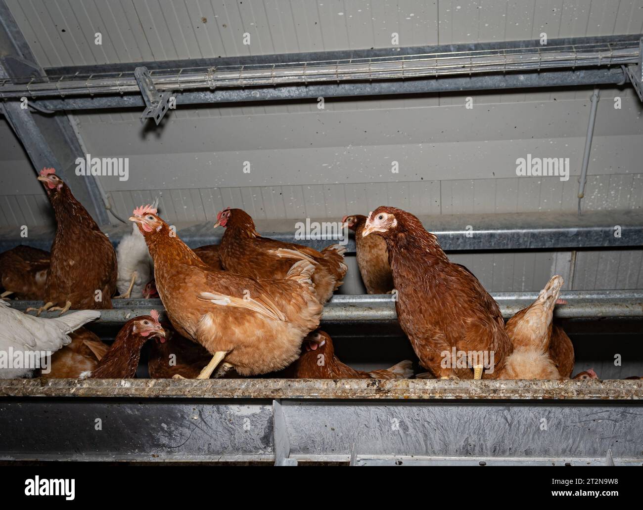 MOBILER Hühnerstall von innen, Hühner sitzt gerne oben auf der Stalleinrichtung - Symbolfoto. Besuch bei einem Direktvermarkter von frischen Hühnereiern. Die Hühner werden teilweise in einem Hühnermobil aber auch in einem großräumig umgebauten Freilandstall gehalten und haben tagsüber viel Auslauf auf umliegenden Weideflächen. Einblick gibt es auch in den mobilen Hühnerstall und der Verpackung der frisch gelegten Eier per Handarbeit. Raum Minden-Lübbecke NRW Deutschland *** mobiler Hühnerstall von innen, Hühner sitzen gerne oben auf der Scheune Ausrüstung Symbol Foto Besuch auf einer direkten m Stockfoto