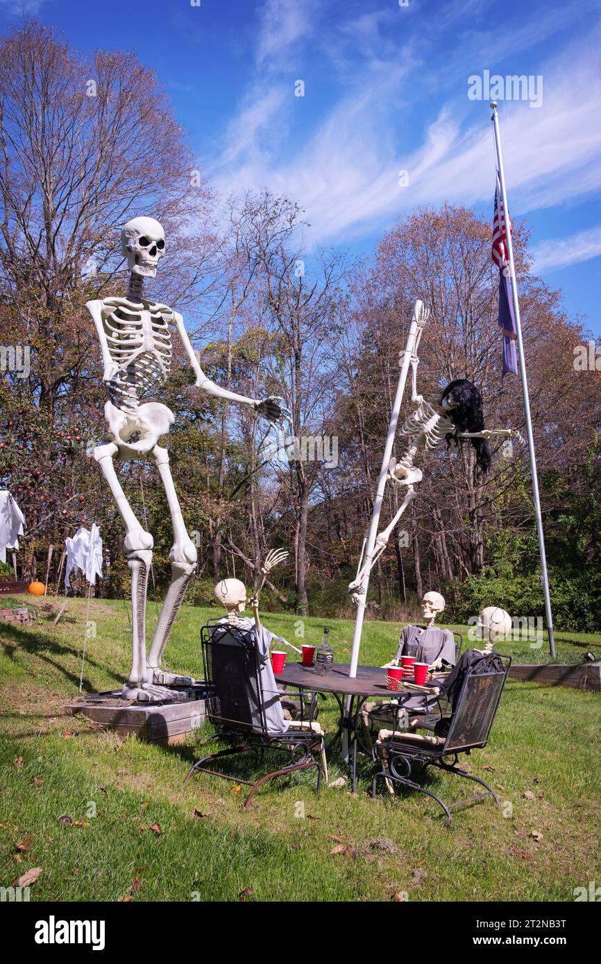 Raffinierte Halloween-Dekoration mit 4 Skeletten, die Getränke an einem Tisch haben und 2 riesige, die sich ansehen. In Holmes, New York. Stockfoto