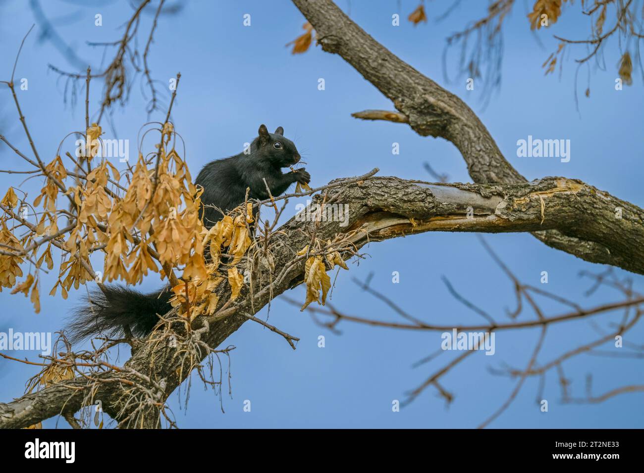 Eastern Gray Eichhörnchen sammelt Samen in Baum, Calgary, Alberta, Kanada Stockfoto