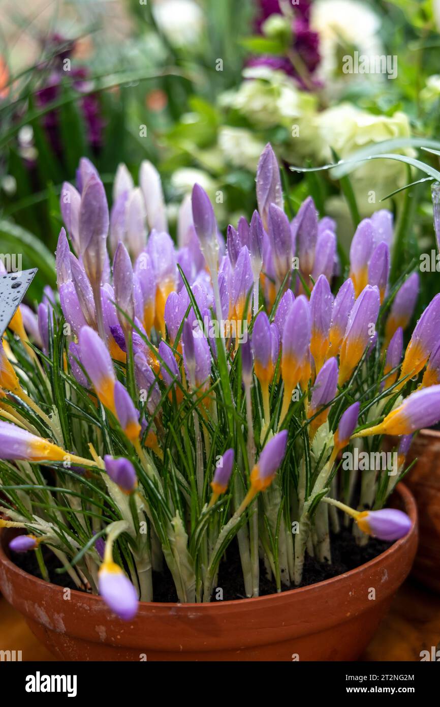 Crocus Fire Fly blüht im Frühling im Garten Stockfoto