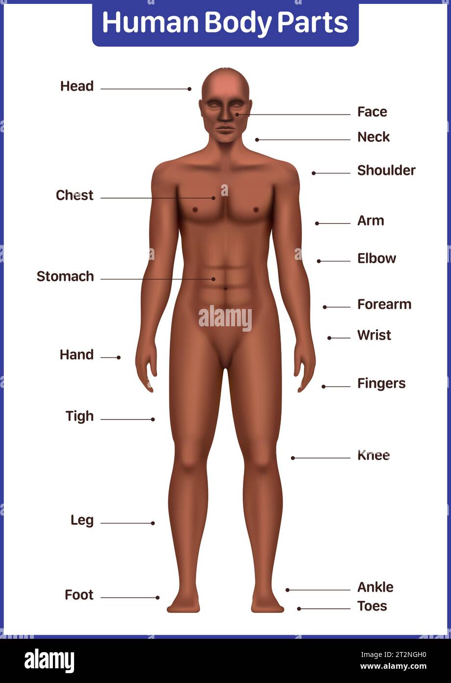 Menschliche Körperteile medizinisches Diagramm mit schwarzem männlichen Modell, anatomisches Vektorplakat. Stock Vektor