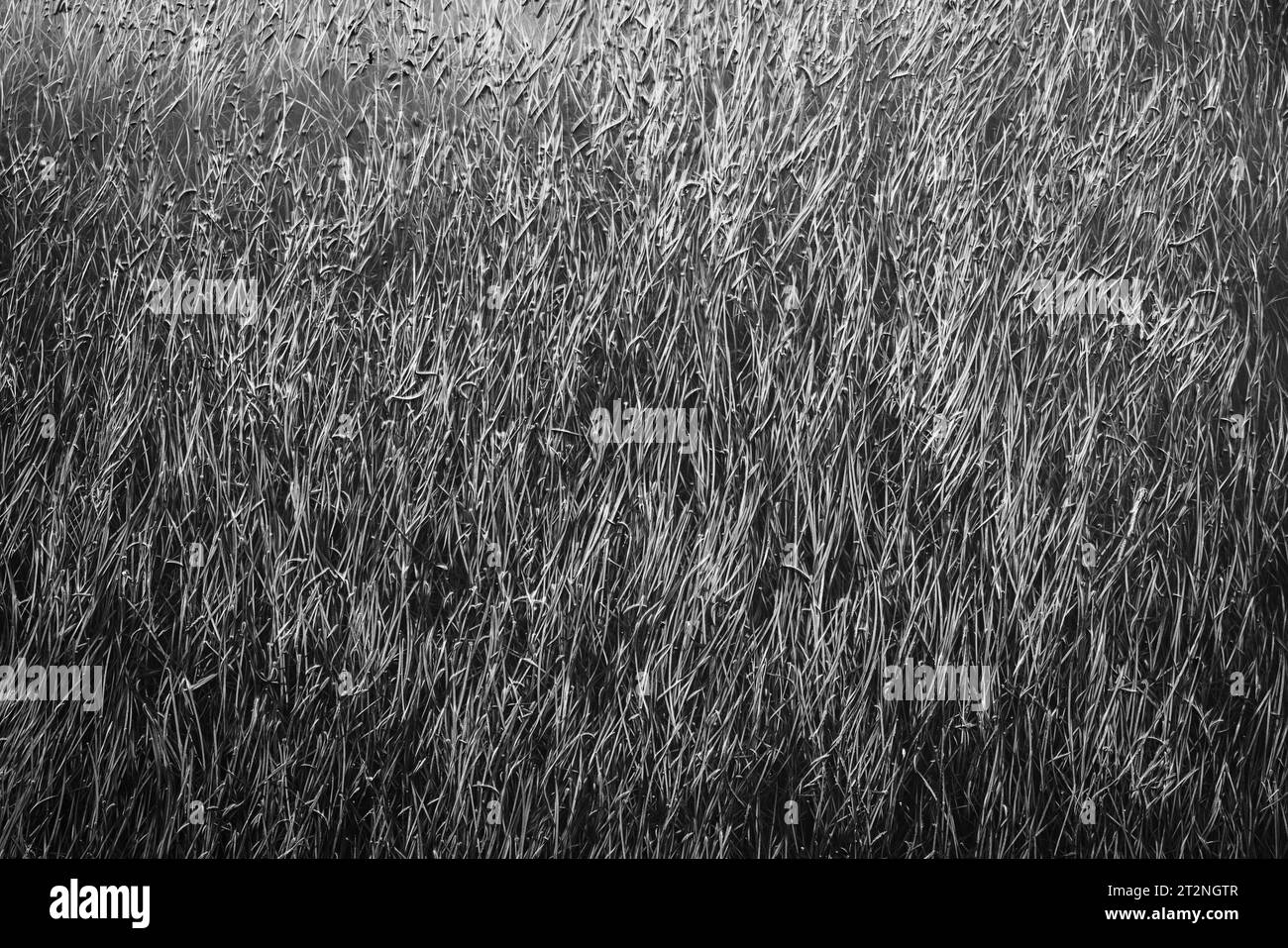 Seegräser in Terra Nova NP im östlichen Neufundland. Stockfoto