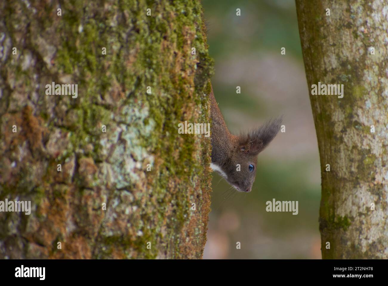 Das Eichhörnchen geht auf dem Baum 1 Stockfoto