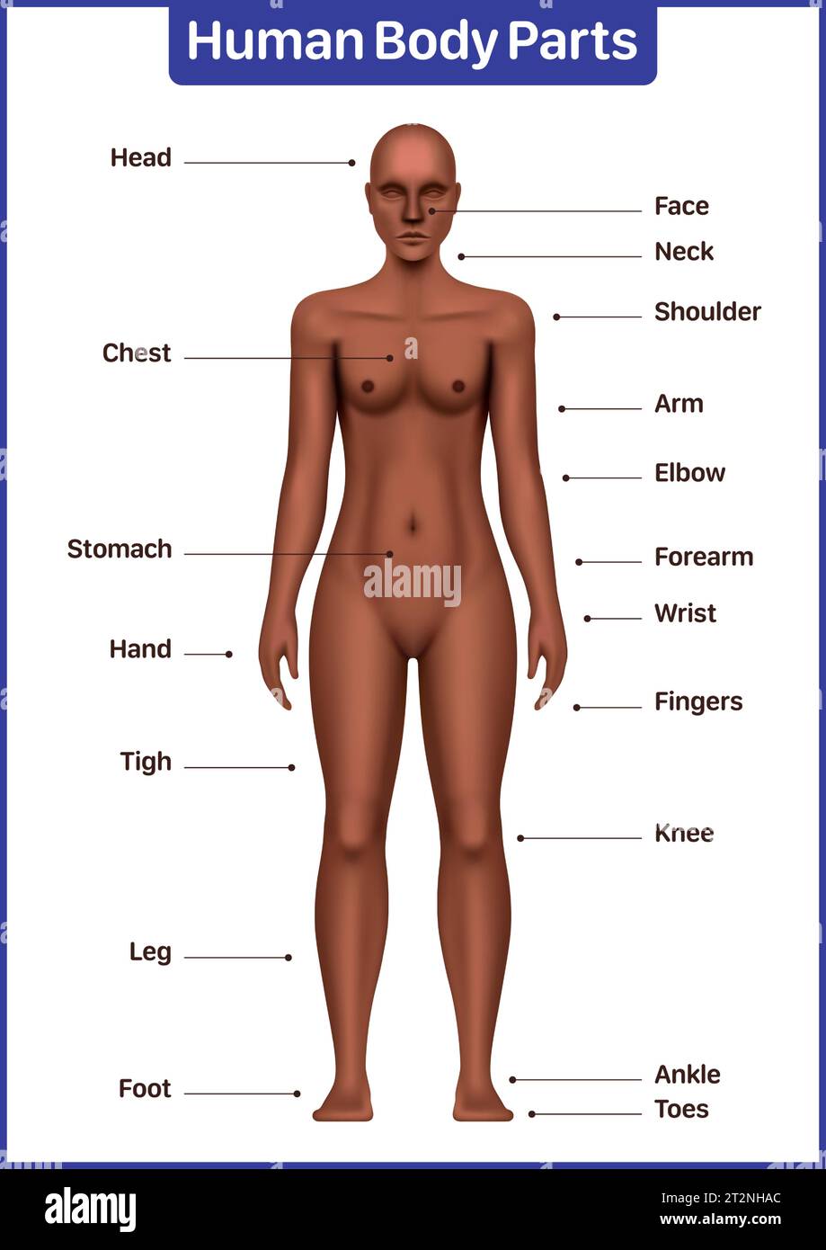 Menschliche Körperteile medizinisches Diagramm mit schwarzem weiblichen Modell, anatomisches Vektorplakat. Stock Vektor