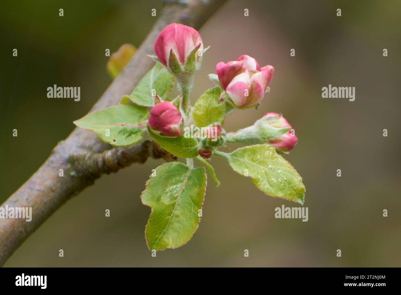 Wunderschöne Fotos aus dem Garten mit Apfelblumen Stockfoto