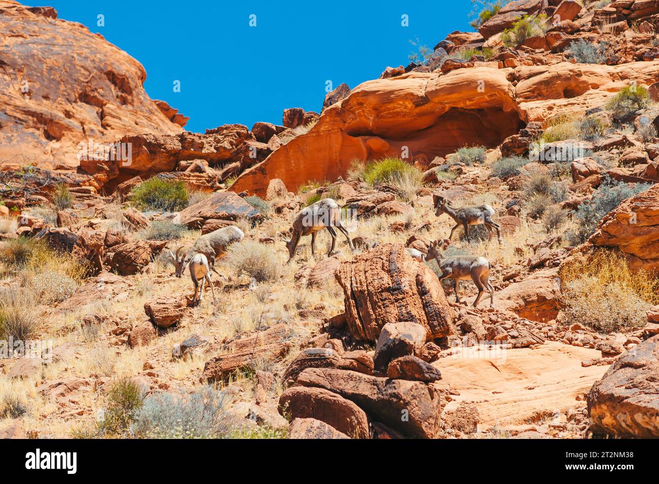 Bergziegen im Zion-Nationalpark Stockfoto