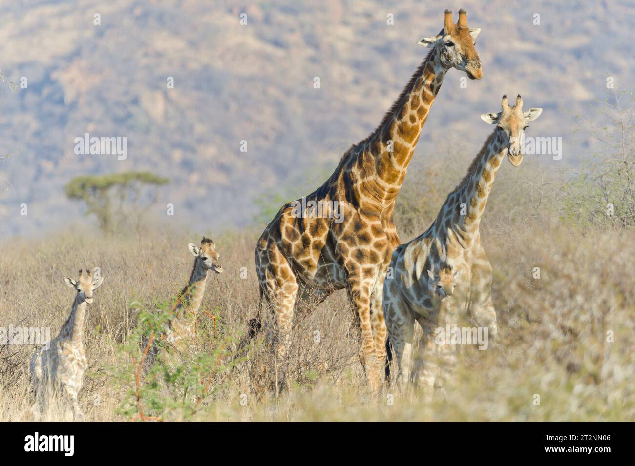 Familie wilder Giraffen im Pilanesberg Nationalpark in Südafrika. Stockfoto