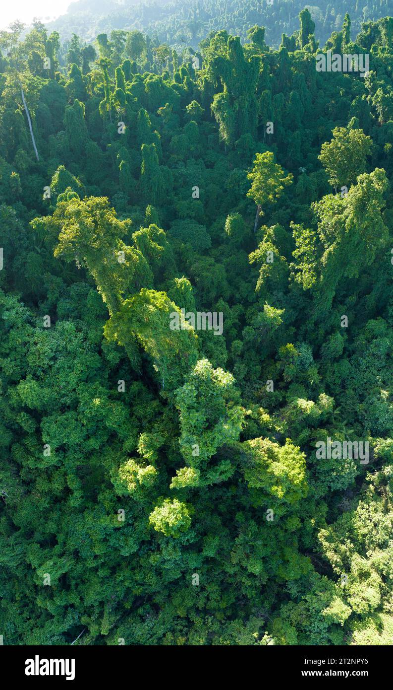 Das grüne Baldachin eines üppigen Regenwaldes bedeckt die Insel Waigeo, Raja Ampat. Indonesien beherbergt das drittgrößte Regenwaldgebiet der Welt. Stockfoto