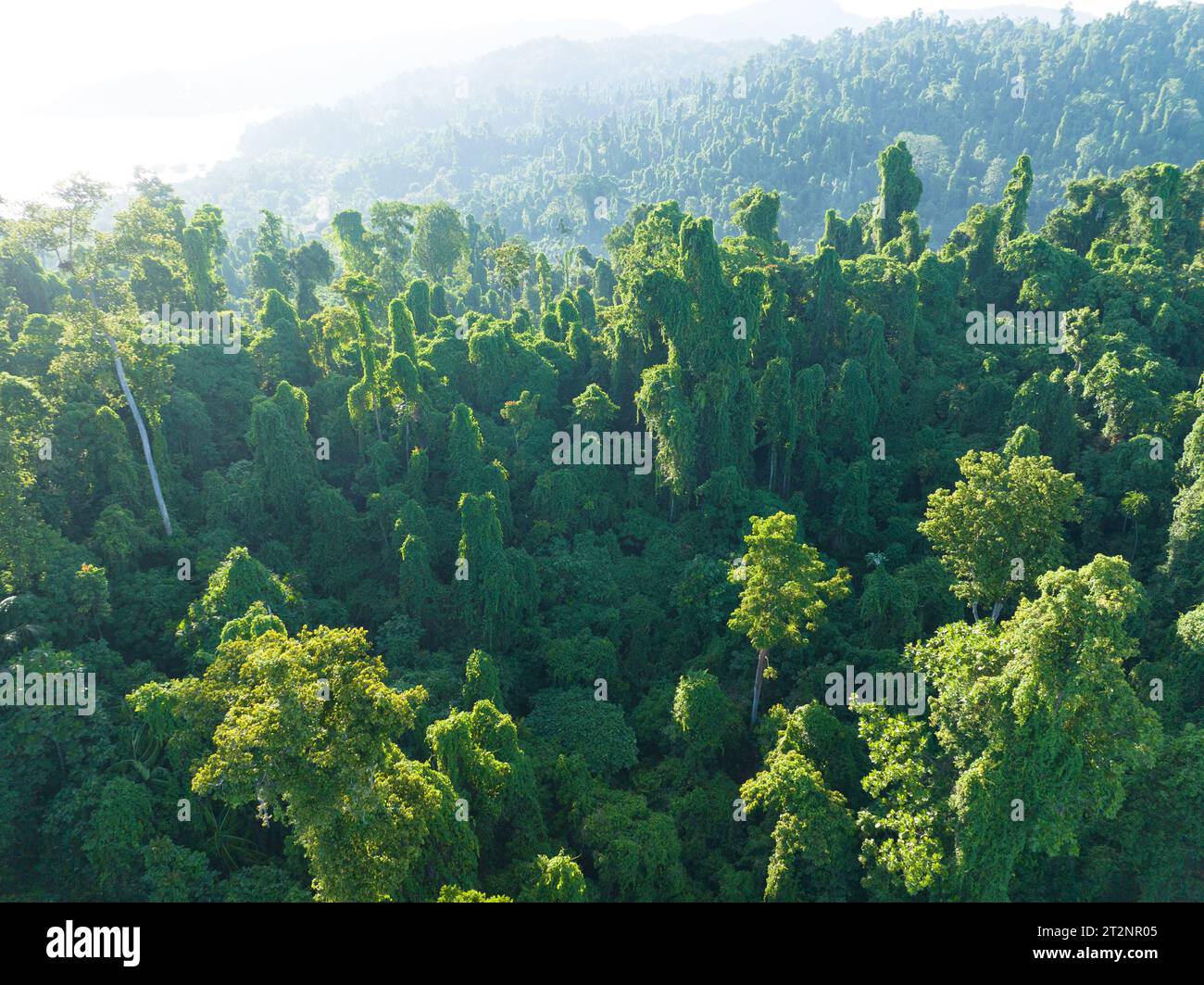 Das grüne Baldachin eines üppigen Regenwaldes bedeckt die Insel Waigeo, Raja Ampat. Indonesien beherbergt das drittgrößte Regenwaldgebiet der Welt. Stockfoto