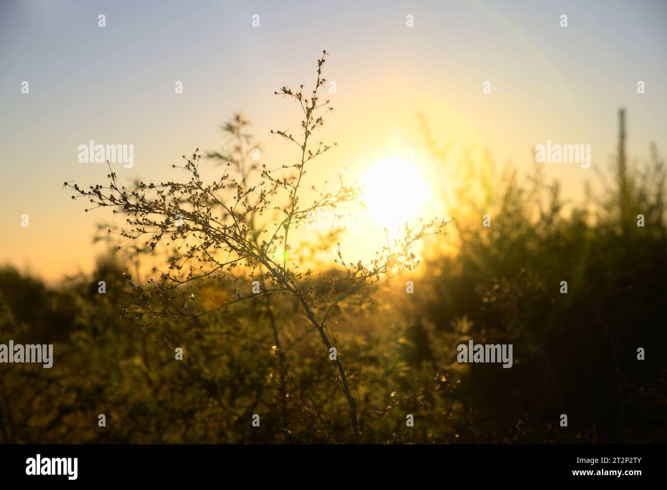 Sträucher, der von der Sonne in New Mexico hinterleuchtet wird Stockfoto