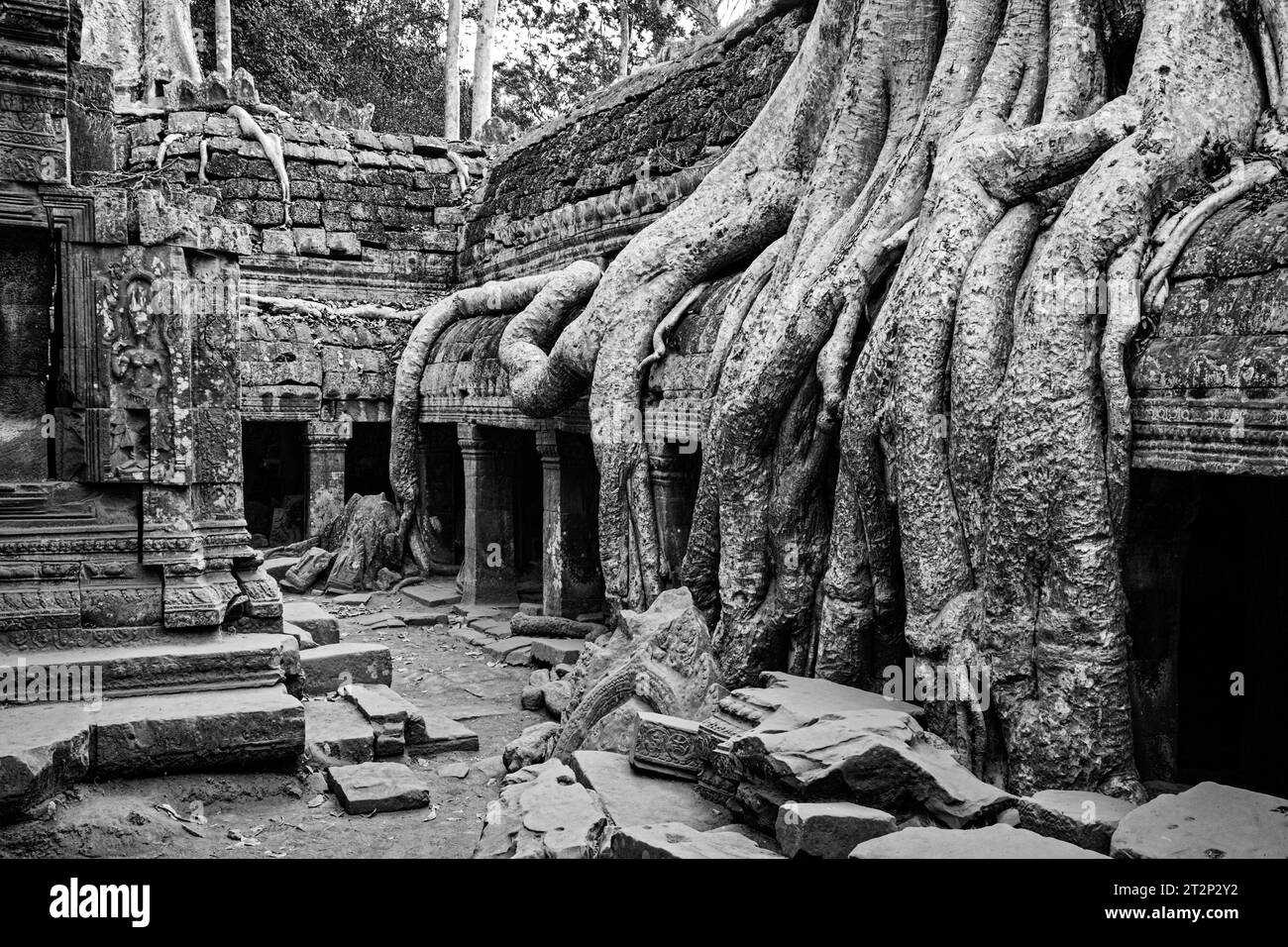 Schwarzweiß-Fotografie des Ficus Strangulosa-Baumes, der über einer Tür in den alten Ruinen von Ta Prohm am Standort Angkor Wat in Cambod wächst Stockfoto
