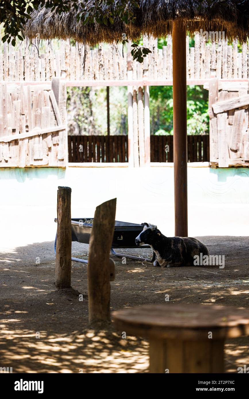 Die Kuh ruht im Schatten des Zoos, san diego Safari Park Stockfoto