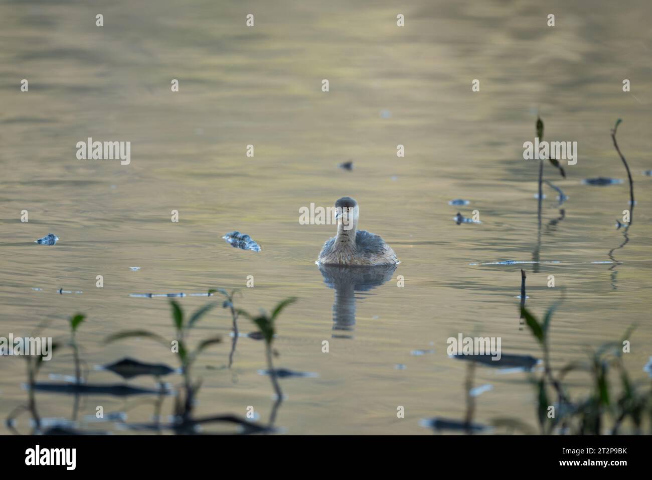 Ein australasischer Grebe schwimmt vorwärts zwischen der Vegetation am Ufer des Hasties Swamp in den Nyleta Wetlands in Atherton, Auistralia. Stockfoto