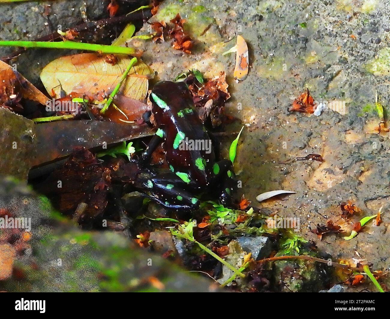 Grüne und schwarze Pfeilgiftfrosch Stockfoto