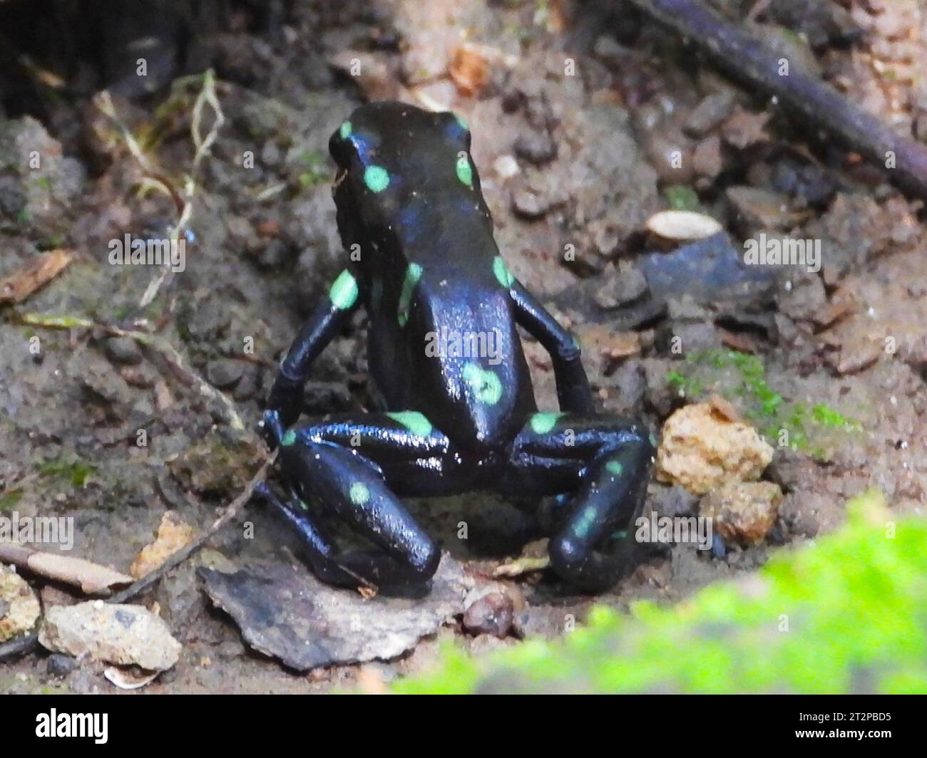 Grüne und schwarze Pfeilgiftfrosch Stockfoto