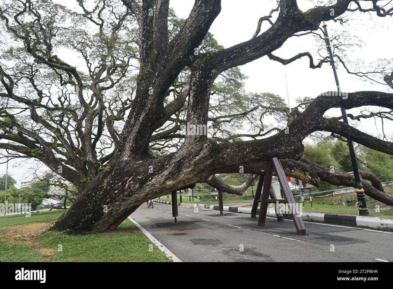 Tropischer regenbaum in Taiping Lake Gardens, Malaysia, der zur Rettung aufgerüstet wurde. Stockfoto
