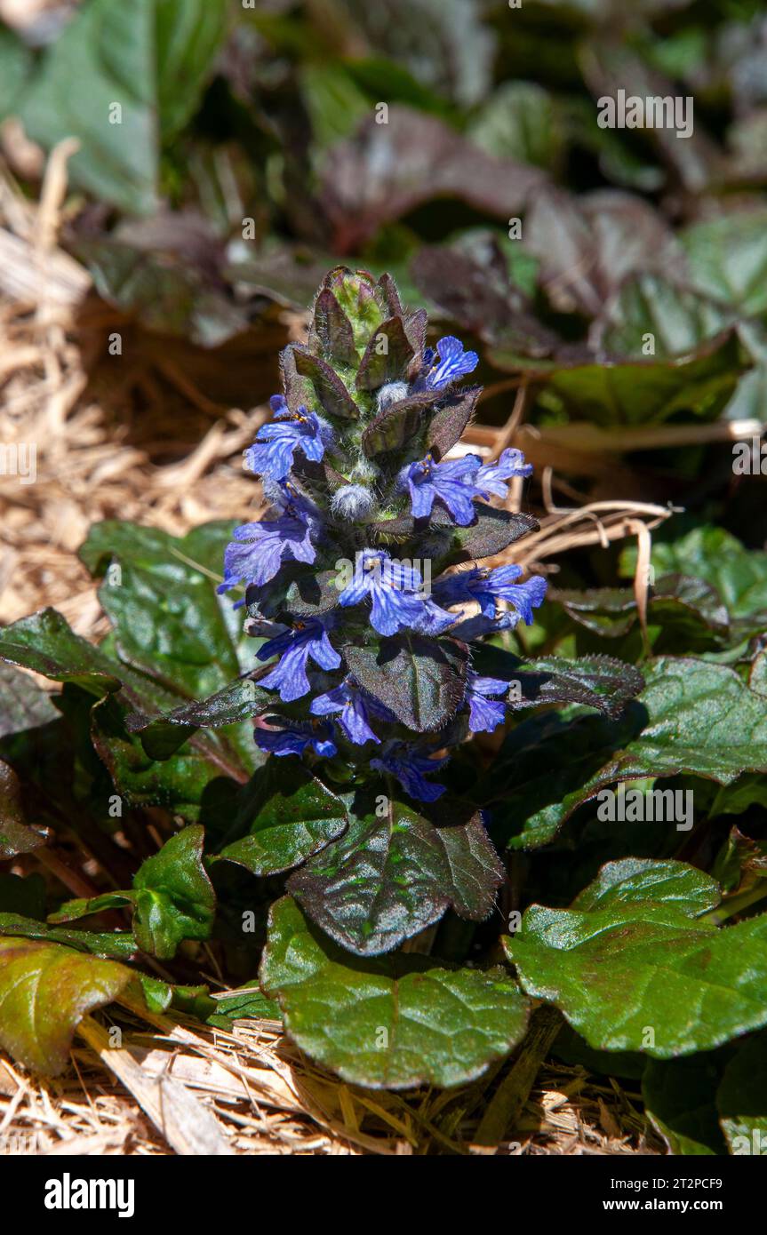 Sydney Australia, ajuga-Reptane oder lila Teppichkeule im Garten Stockfoto