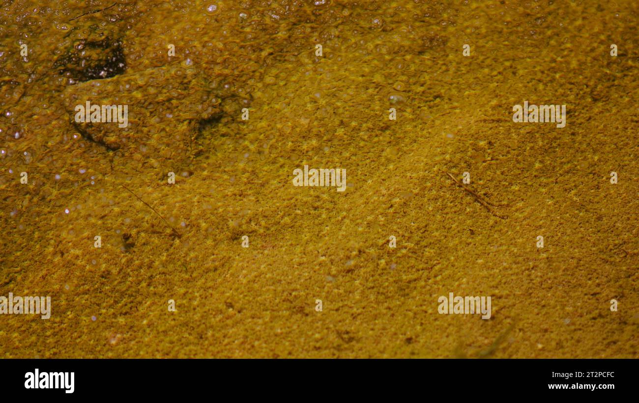Eine tödliche Oase und kontaminiertes Oberflächenwasserbecken in der Wüste mit einer bakteriellen mikrobiellen Matte und anderen Oberflächenelementen, Algen und Biofilm. Stockfoto