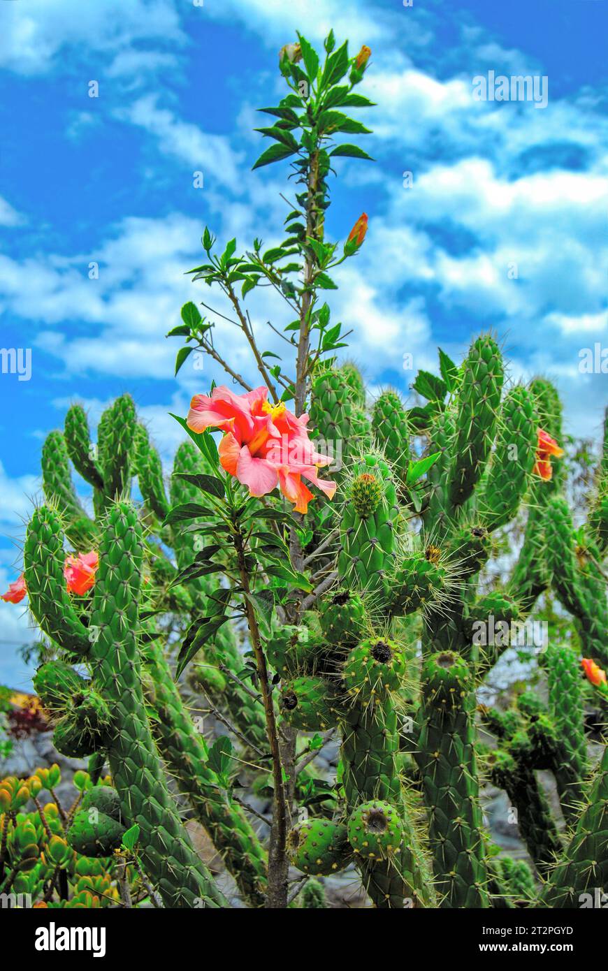 Ein blühender Kaktus mit einer scharlachroten Blume und Dornen. Ecuador. Südamerika Stockfoto