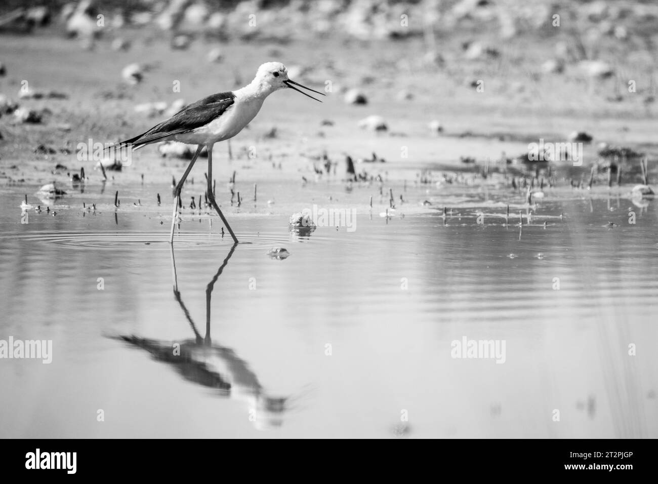 Wunderschöner Himantopus himantopus auf der Suche nach Essen Stockfoto