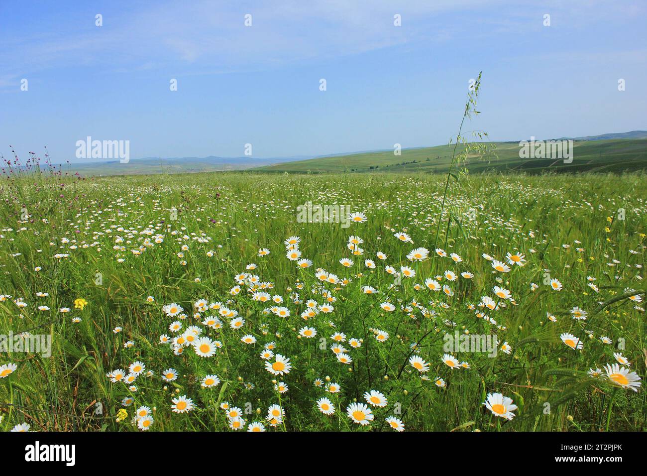 Großes Feld weißer Gänseblümchen. Stockfoto