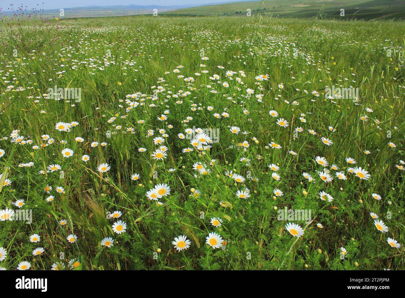 Großes Feld weißer Gänseblümchen. Stockfoto