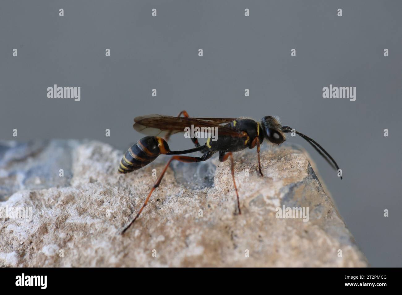 Asiatische Schlammwespe auf einem Stein auf der Suche nach Baumaterial Stockfoto