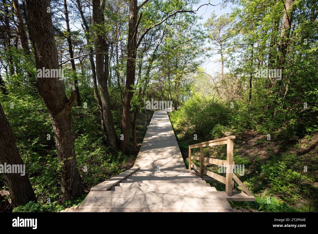 Waldweg in der Nähe von Ventspils Beach, Ventspils, Lettland Stockfoto
