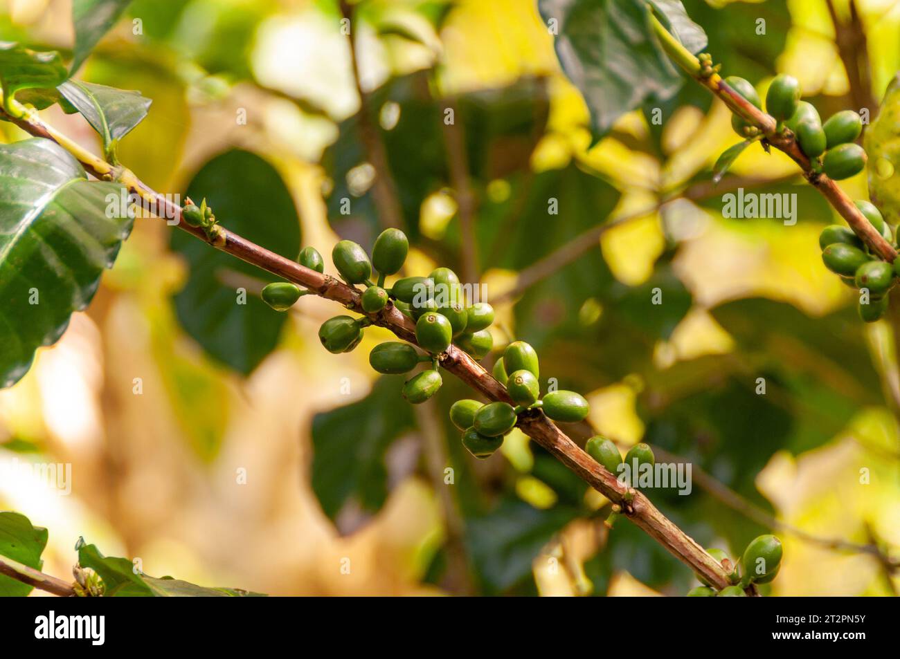 Grüne, unreife Kaffeekirschen wachsen auf Bäumen in einer Kopi Luwak Produktionsanlage auf Bali Stockfoto