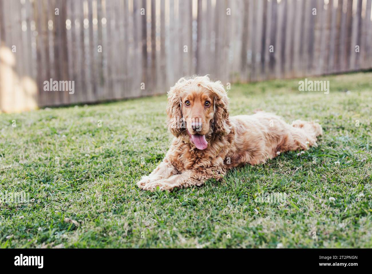 Golden Cocker Spaniel Dog im Freien Stockfoto