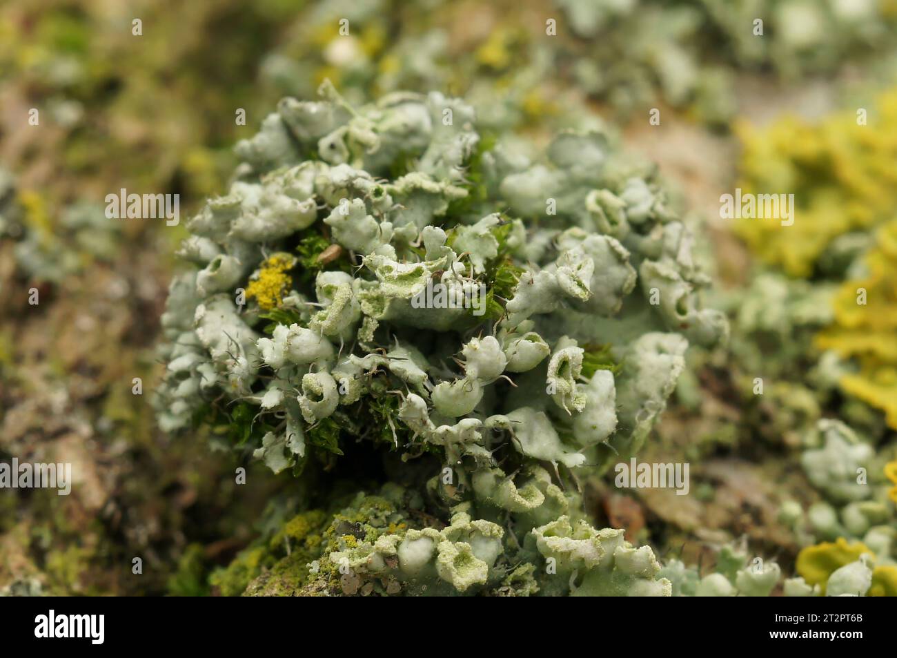 Natürliche Nahaufnahme auf einem grünen lichenisierten Pilz, Physcia grenzt an ein Stück Holz Stockfoto