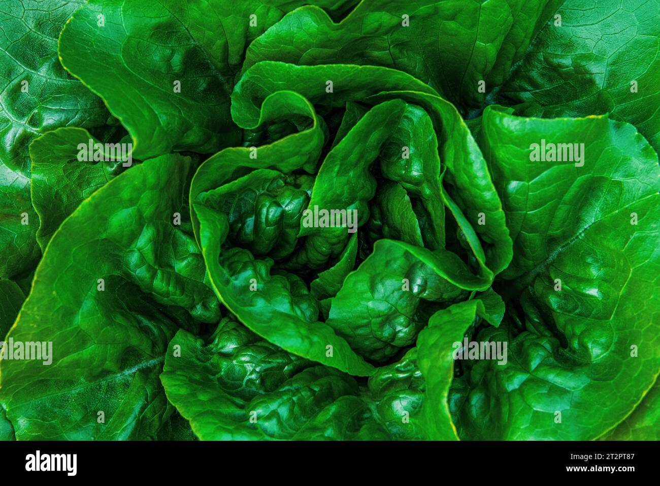 Organischer kopfsalat Fotos und Bildmaterial in hoher Auflösung Alamy