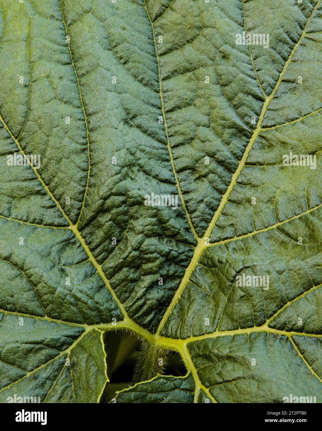 Nahaufnahme eines Kürbispflanzenblattes Stockfoto