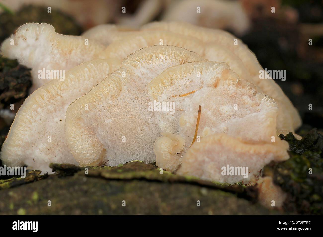 Natürliche Nahaufnahme der weißen zitternden Merulius oder Gelee Fäule, Phlebia tremellosa Stockfoto
