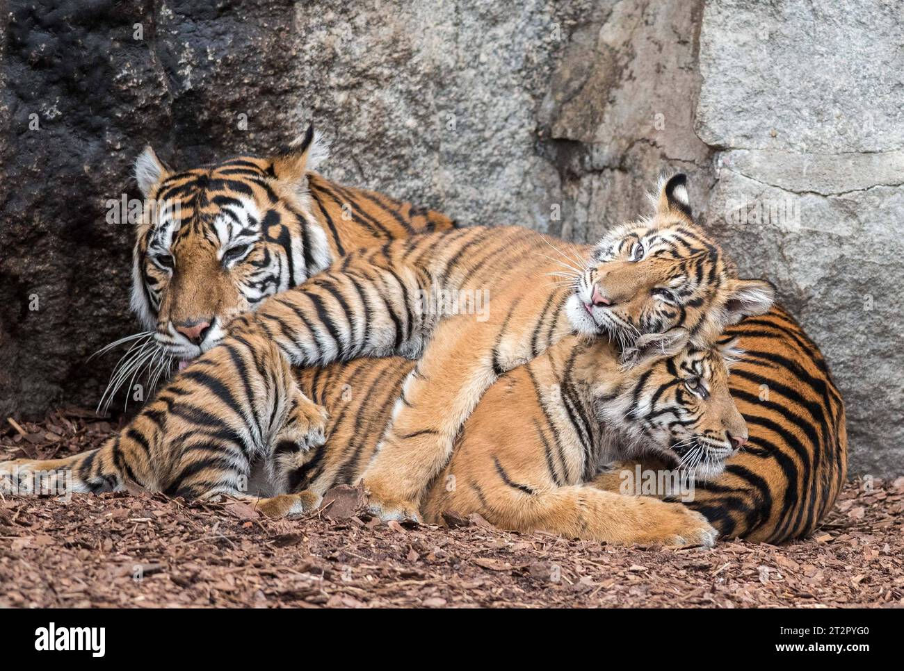 Bild Motiv: Sumatra Tiger Mayang Luise und LotteZoologischer Garten Archivfoto Berlin/19.10.23 Sumatra-Tiger Luise und Lotte ziehen vom Tierpark in den Zoo Berlin die zwei Großkatzen sind in Berlin keine Unbekannten: Sumatra-Tiger Luise und Lotte kam am 1. September 2022 im Tierpark Berlin zur Welt und haben nun, auf Empfehlung des EEP ein neues Zuhause im Zoo Berlin gefunden. Ihre Geburt war ein besonderes Ereignis, denn Sumatra-Tiger werden von der Weltnaturschutzunion IUCN als akut vom Aussterben bedroht eingestuft. Laute aktuelle Schätzungen sind weltweit aktuell nur noch 400-600 diese Stockfoto